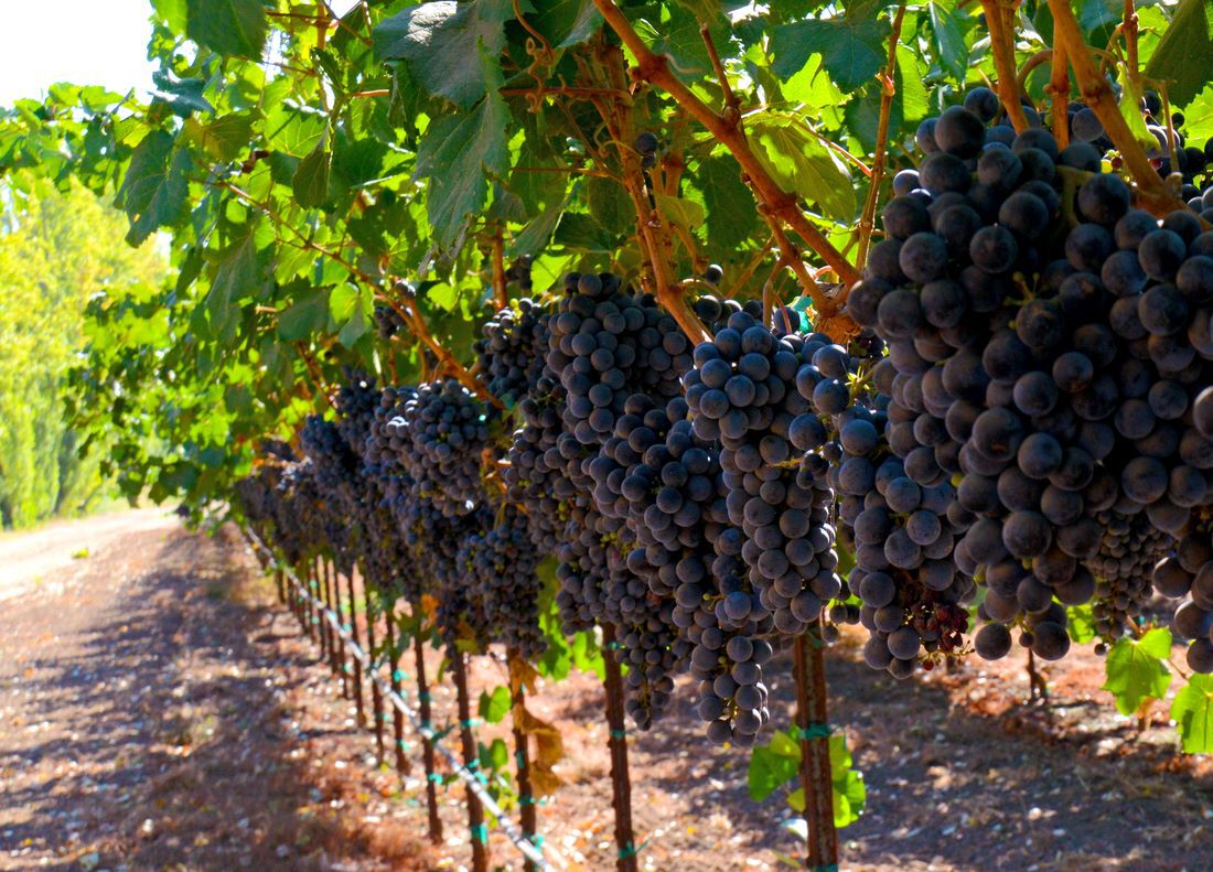 darkhorse-winemaking-technique